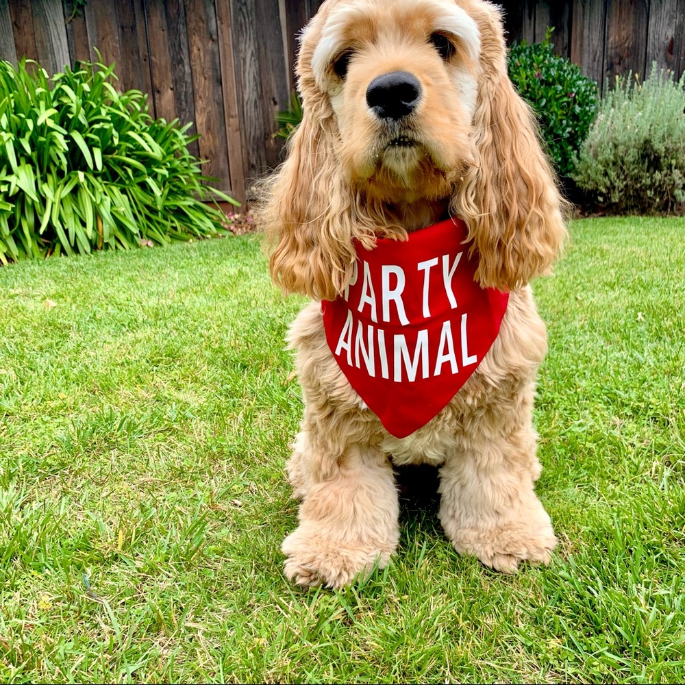 | “party animal” reversible red solo cup dog bandana | - Picture 3 of 10